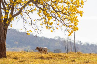  Çiçekli sarı ipe ağacının altında otlayan bir öküz..