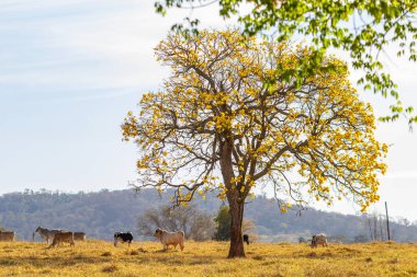Küçük bir sığır sürüsü çiçek açan sarı ipe yakın otluyor..