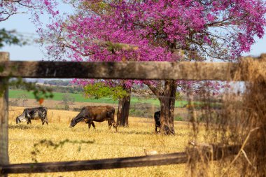  Çiçekli Physocalymma scaberrimum ağaçları ve yakınlarda sığır besleyen kırsal alan. Ön planda ahşap çitlerle.