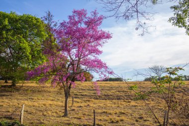Gois, Cerrado, Brezilya 'da bir manzarada çiçek açan bir ağaç (Physocalymma scaberrimum).