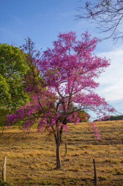Goias, Cerrado, Brezilya 'da bir manzarada çiçek açan bir ağaç (Physocalymma scaberrimum).