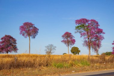 Bazı ağaçlar, mavi bir gökyüzünde, altın otlarla dolu bir arazinin ortasında çiçeklerle dolu..