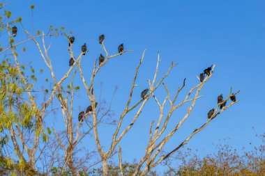 Kuru dalları olan bir ağaç, arkasında mavi bir gökyüzü olan tünemiş akbabalarla dolu..