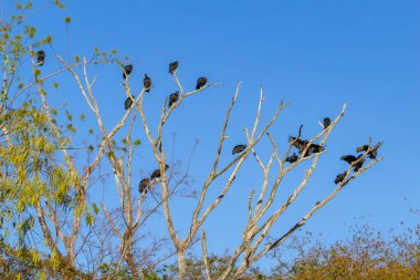 Kuru dalları olan bir ağaç, arkasında mavi bir gökyüzü olan tünemiş akbabalarla dolu..