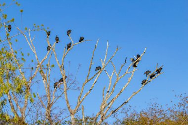 Kuru dalları olan bir ağaç, arkasında mavi bir gökyüzü olan tünemiş akbabalarla dolu..