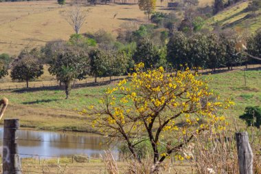 Goias 'ın göl kenarında çiçek açan sarı bir ipe..