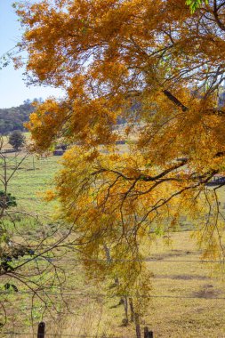  Çiçek açan bir ağacın ayrıntıları, sarı çiçekli, ön planda bulanık bir manzara var..