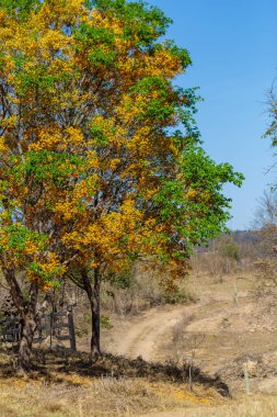 Önünde sarı çiçekleri olan bir çiçek ağacı ve Brezilya bozkırlarında toprak bir yol..