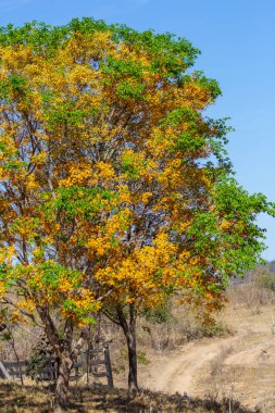 Önünde sarı çiçekleri olan bir çiçek ağacı ve Brezilya bozkırlarında toprak bir yol..