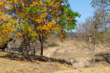 Önünde sarı çiçekleri olan bir çiçek ağacı ve Brezilya bozkırlarında toprak bir yol..