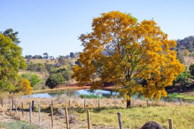 Güzel yapraklı bir ağaç, sarı çiçeklerle dolu, açık mavi gökyüzünde arka planda bir göl var..