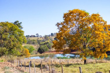 Güzel yapraklı bir ağaç, sarı çiçeklerle dolu, açık mavi gökyüzünde arka planda bir göl var..