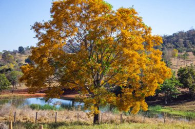  Güzel yapraklı bir ağaç, sarı çiçeklerle dolu, arkasında bir göl var..