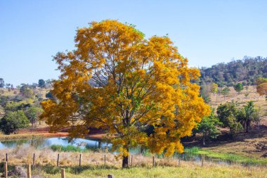  Güzel yapraklı bir ağaç, sarı çiçeklerle dolu, arkasında bir göl var..
