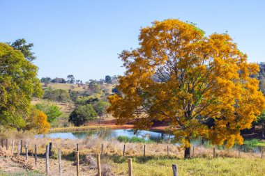 Güzel yapraklı bir ağaç, sarı çiçeklerle dolu, açık mavi gökyüzünde arka planda bir göl var..