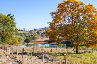 Güzel yapraklı bir ağaç, sarı çiçeklerle dolu, açık mavi gökyüzünde arka planda bir göl var..