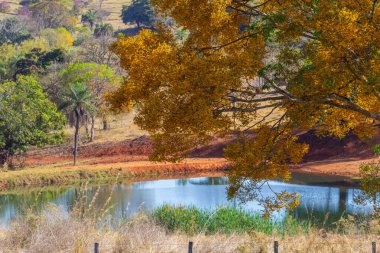 Güzel yapraklı bir ağaç, sarı çiçeklerle dolu, açık mavi gökyüzünde arka planda bir göl var..