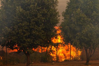 Ön planda iki ağaç ve arka planda bir ateş..