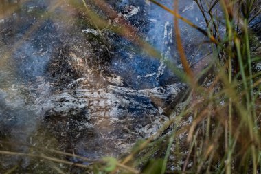 Orman yangınında kül kalıntıları hâlâ duruyor. Yanıyorum. Çevresel sorun.
