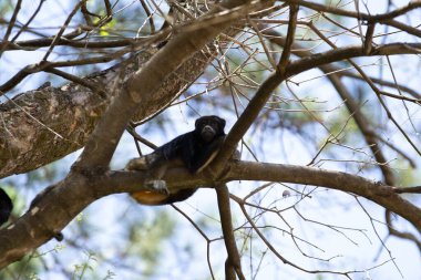 Yapraksız bir ağacın dallarında uzanan sakin bir siyah maymun..