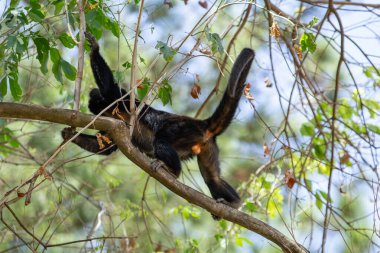 Yapraksız bir ağacın dallarında uzanan sakin bir siyah maymun..