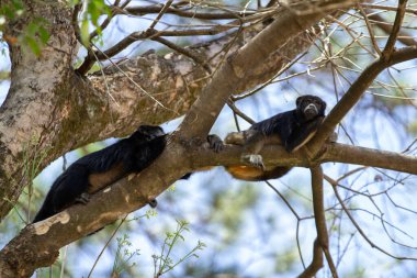 İki siyah maymun, bir ağacın dallarında birkaç yaprakla huzur içinde uzanıyorlar..