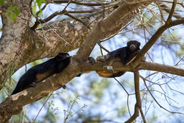 İki siyah maymun, bir ağacın dallarında birkaç yaprakla huzur içinde uzanıyorlar..