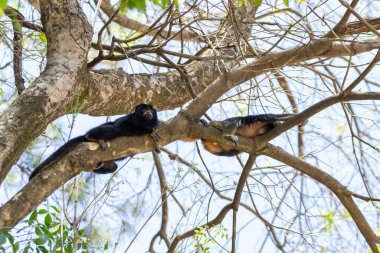 İki siyah maymun, bir ağacın dallarında birkaç yaprakla huzur içinde uzanıyorlar..