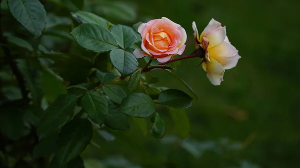 White big rose closeup and magnificent. Mature white rose. Rosa