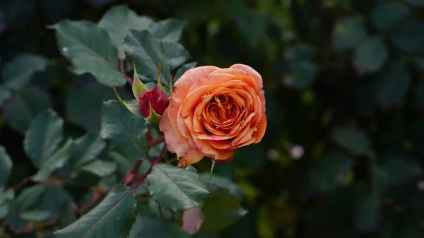 Rosa Rossa Grande Magnifica Maturo Primo Piano Rosa Rosa — Foto Stock