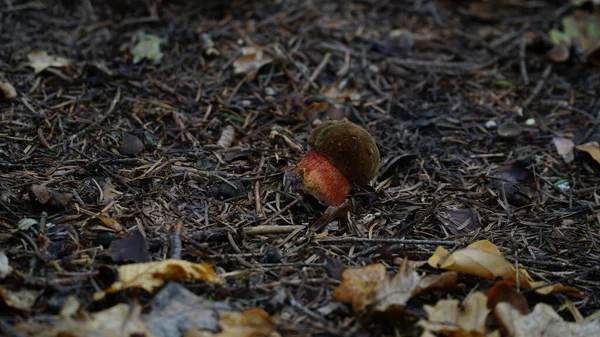 Pilz Auf Dem Boden Eines Karri Waldes Bewölkt Zurückhaltend — Stockfoto
