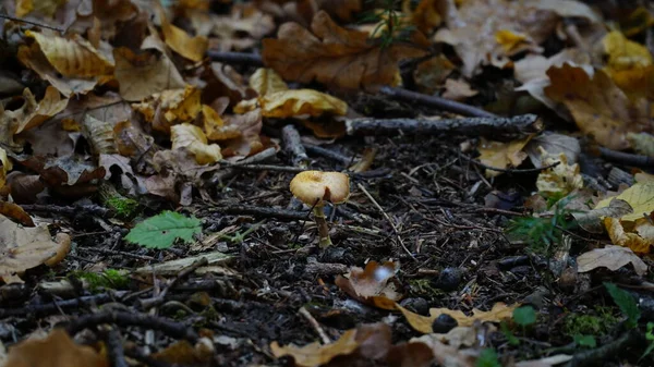 カリの森の床にキノコ 鍵が低い — ストック写真