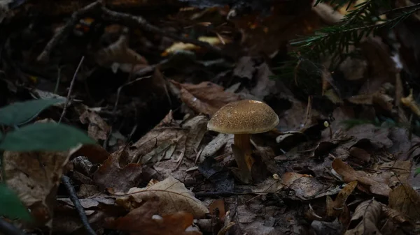 卡莉森林地板上的蘑菇 多云的天气低调点N — 图库照片