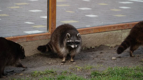 Sad, cute raccoon petting zoo. Raccoon in the zoo. Shelter. Animal life in captivity. Animals behind bars. Life in a cage