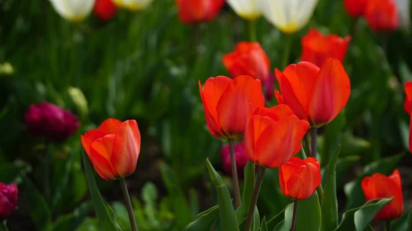 Red Tulips Group Red Tulips Park Spring Landscape Bright Red — Stock Photo, Image
