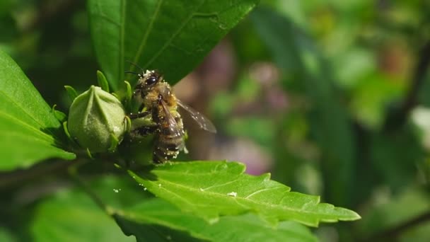 Bee Collects Pollen Dandelion Macro Shot Honey Bee Collecting Pollen — Stock Video