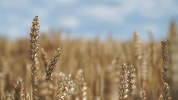 Detailní Záběr Pšeničných Uší Mírném Větru Slunečného Dne Zlaté Pšeničné — Stock video