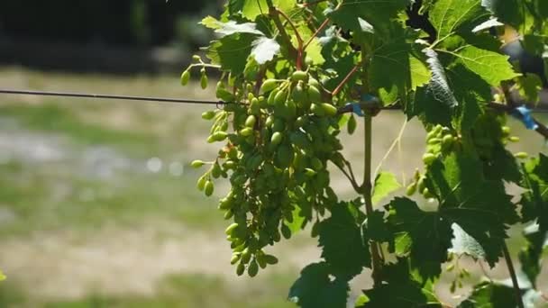 Een Onrijpe Tros Druiven Die Groeien Een Wijnstok Een Boerderij — Stockvideo