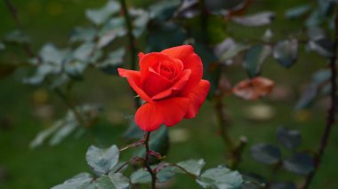 Kırmızı gül büyük ve muhteşem. Olgun gül yakın plan. Rosa..
