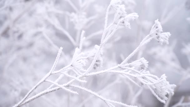 草地上的霜寒冷的天气 冬天的背景第一次霜冻在冻土植物的特写 有选择的重点 — 图库视频影像