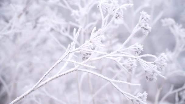 草地上的霜寒冷的天气 冬天的背景第一次霜冻在冻土植物的特写 有选择的重点 — 图库视频影像