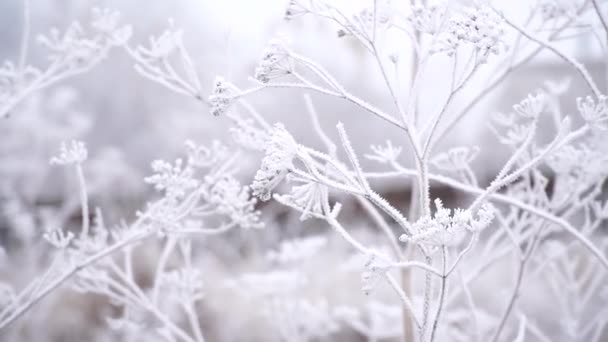 牧草地で霜 霜の多い天気 冬の背景 凍結フィールド植物の最初の霜がクローズアップされます 選択的焦点 — ストック動画