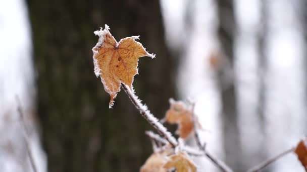 Frost Ängen Rostfritt Väder Vinterbakgrund Första Frosten Frusna Fält Växter — Stockvideo