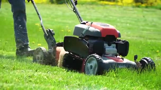 芝生の芝刈り機で裏庭に草を刈る男のクローズアップ タンポポを刈る 雑草清掃 — ストック動画