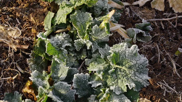 Close-up of frost leaves of green autumn winter rape plants. Early morning in late autumn.