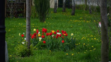 Güzel laleler. Bahar çiçeklerinin çeşitliliği. Bahçe düzenleme. Lale çiçekleri..