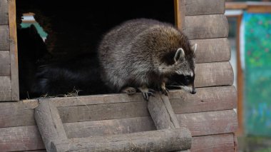 Raccoon in the zoo. Shelter. Animal life in captivity. Animals behind bars. Life in a cage. clipart