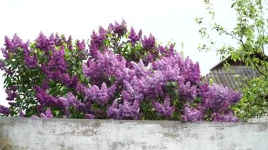 lilac. Syringa vulgaris. Branches of blossoming lilac sway in the wind. slow motion.