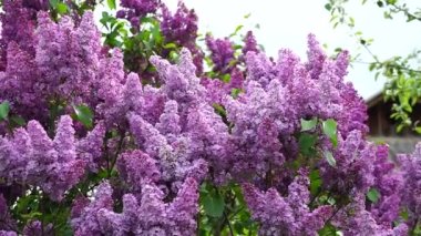 lilac. Syringa vulgaris. Branches of blossoming lilac sway in the wind. slow motion.