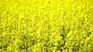 Gözyaşı tohumu çiçeği. Diplotaxis arvensis detayı. Latince Brassica Napus 'ta çiçek açan kanola ya da colza, yeşil enerji ve petrol endüstrisi için bitki, yeşil çimlerde tecavüz tohumu..
